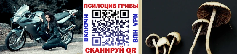 Галлюциногенные грибы Magic Shrooms купить наркоту Холм